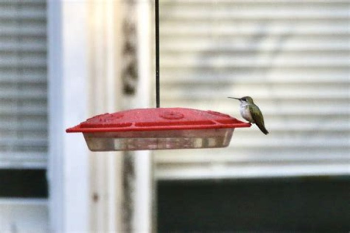 eBird Checklist 27 Nov 2020 MandellWeiss Eastgate City Park 17