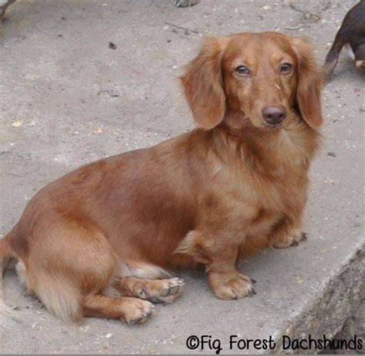 EE red long haired miniature dachshund Dachshund puppy long haired