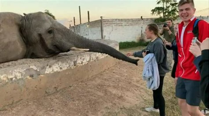 Elephant slaps tourist in the face in viral video 'I was catapulted
