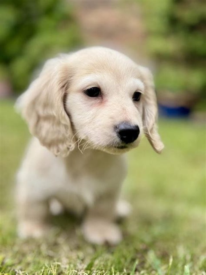 English Cream Dachshund Длинношёрстная