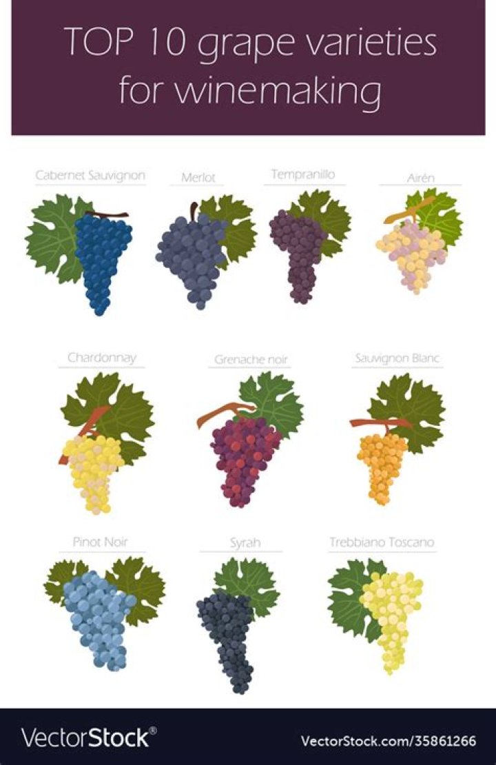 Enhance Your Wine Blends With Franklin Thomas Fox Grapes