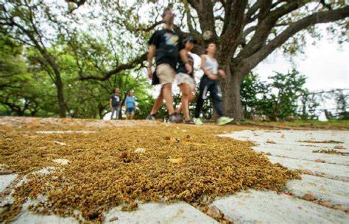 Even During Pollen Season, Being Outside in Nature Can Benefit People