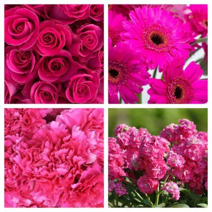 explosion of pink Becca Osmond Flickr