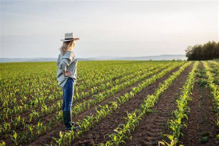 Farmer's Dog Sniffs Out New Opportunity With Super Bowl Commercial