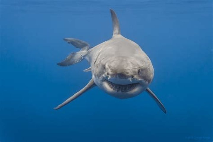 Female great white shark closeup Lucy, a female great whi&hellip; Flickr