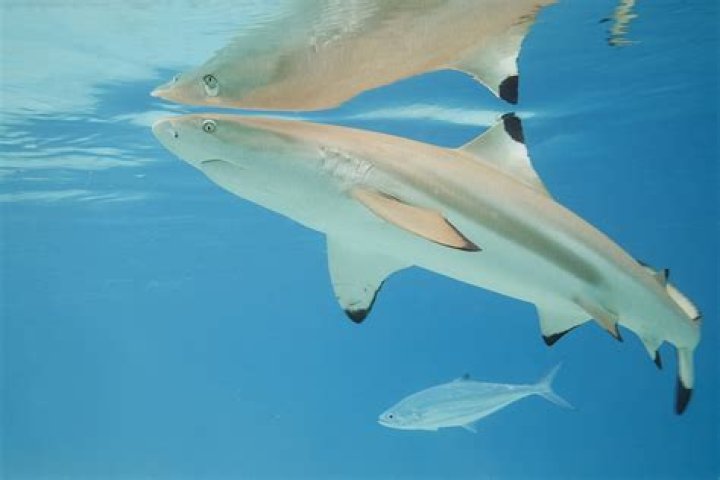 FileCaribbean reef shark.jpg Wikipedia