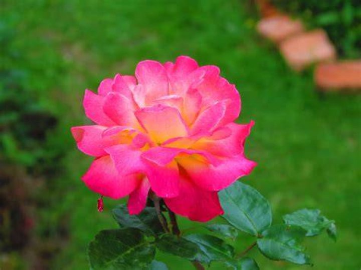 FileFlora Venezolana Colonia Tovar Aragua.jpg Wikimedia Commons