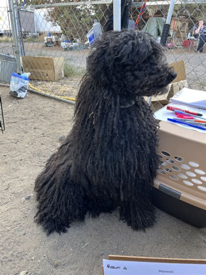 First rescued poodles up for adoption at Multnomah County Animal