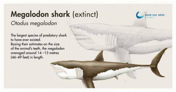 Five Facts Megalodon Research News