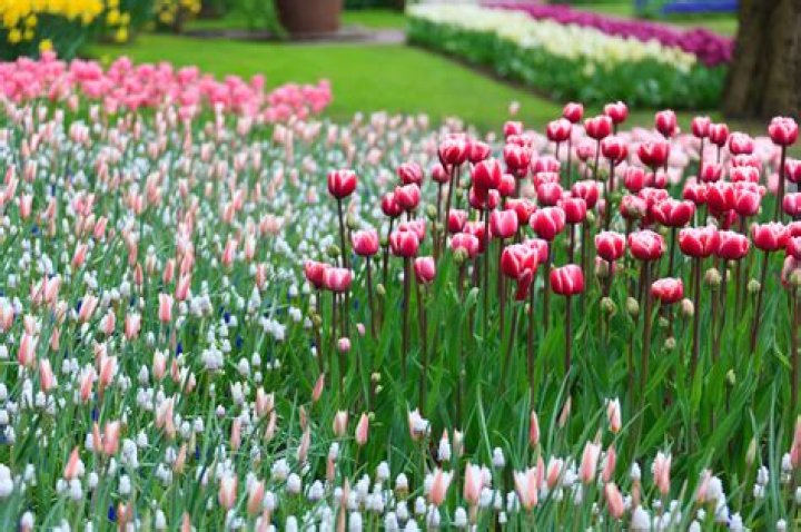 Flower Garden Free Stock Photo Public Domain Pictures