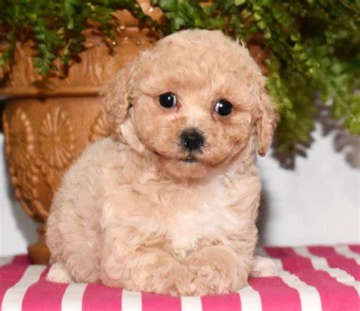 Fluffy Bichpoo Lancaster puppies, Dog breeder, Puppy adoption