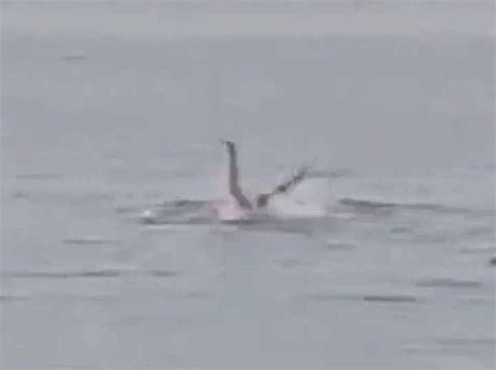 Footage Shows Man Being Killed by Shark in Egypt Watch Video YARDHYPE