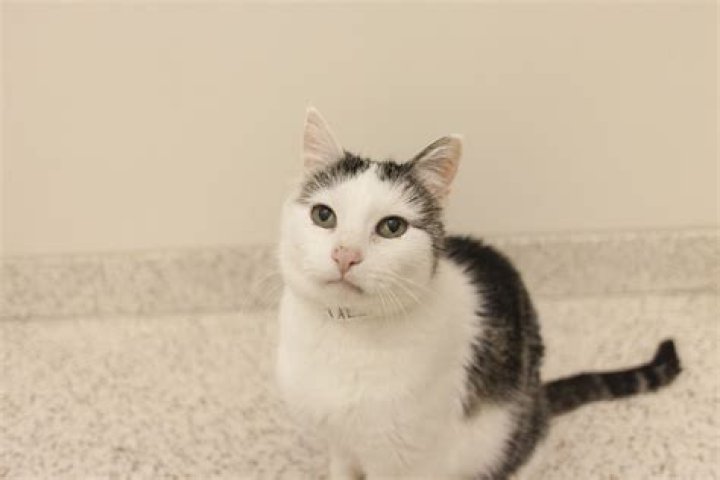 Four Reasons to Give Senior Cats a Lifesaving Chance ASPCA