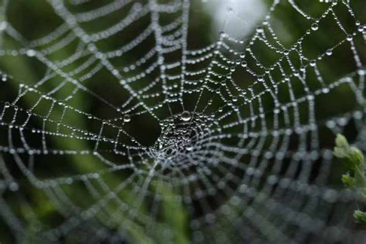 Free Images nature, dew, spiderweb, green, fauna, material