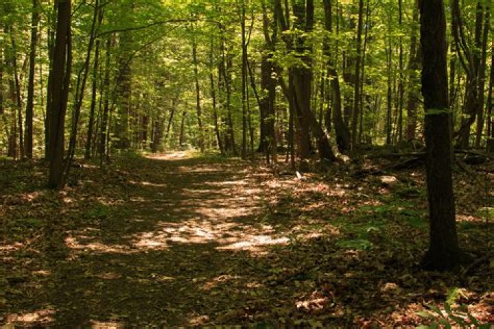 Free stock photo of woods