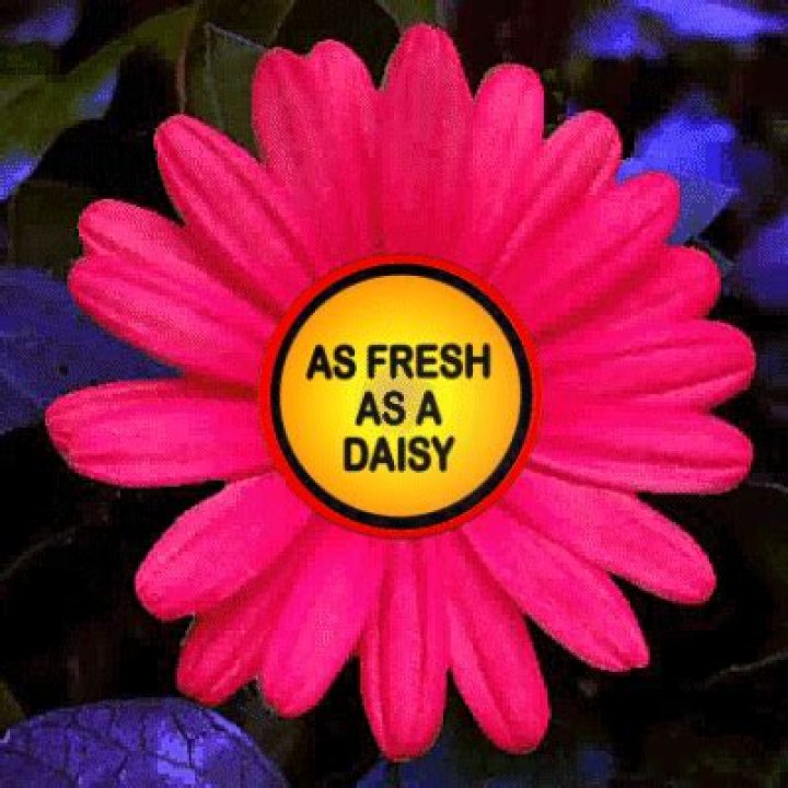 Fresh as a daisy meme? Memes Feel