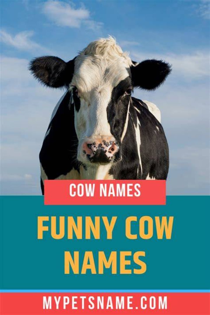 Funny Cow Names Funny cow names, Cow names, Cows funny