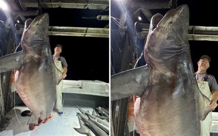 Giant Shark Caught in Destin, FL NBC 6 South Florida
