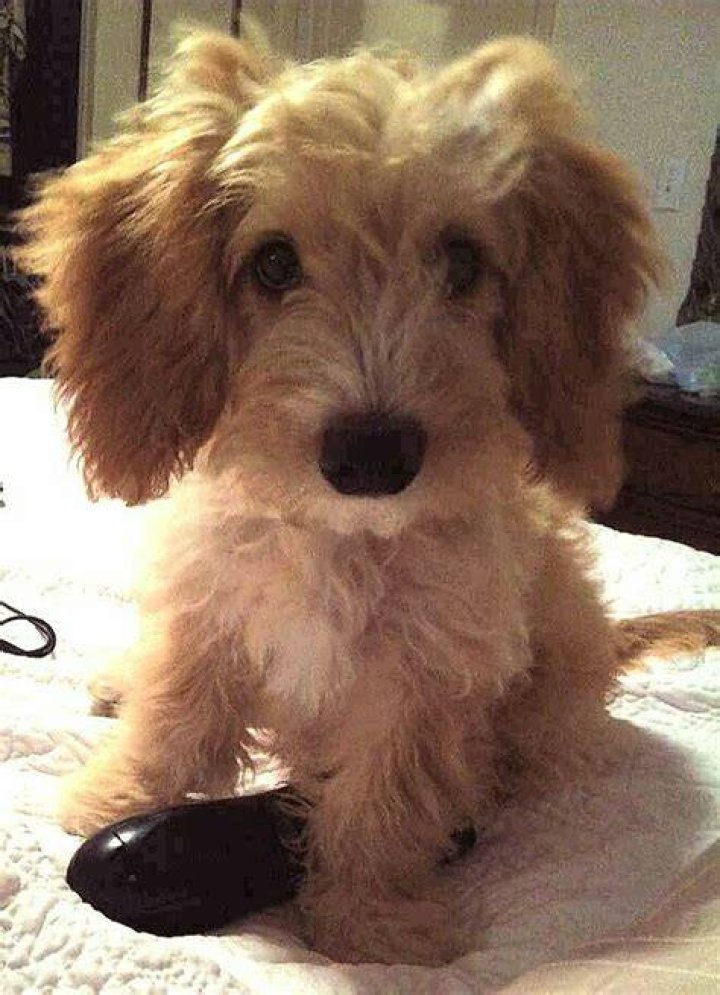 Golden Doodle Weenie Baby Animals, Cute Animals, Weenie, Goldendoodle