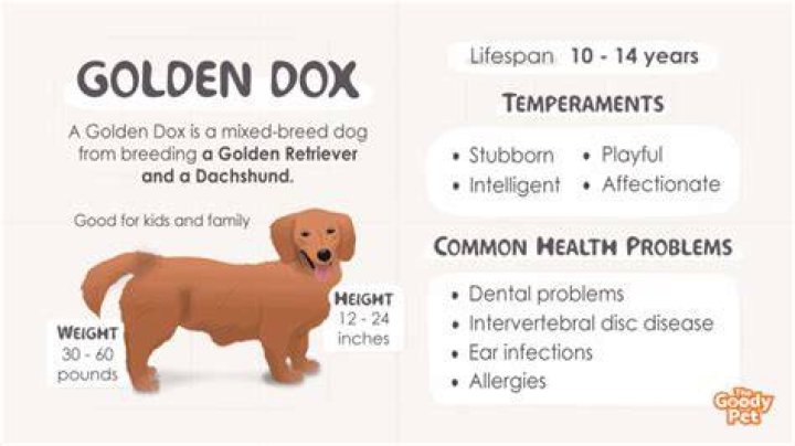 Golden Dox 101 what you need to know before getting one Animalso