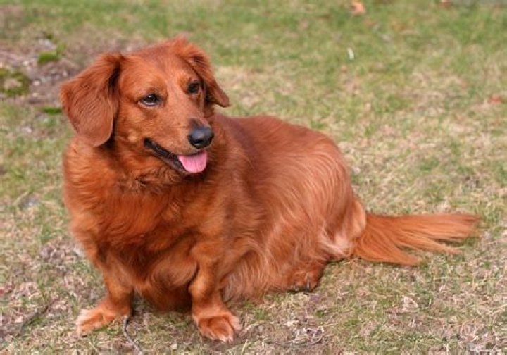 Golden Dox (Golden Retriever X Dachshund Mix) Info, Puppies, Pictures