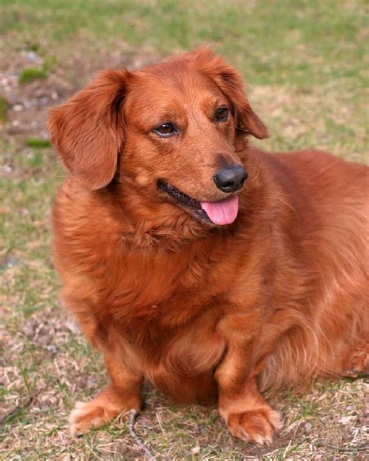 Golden Dox &hearts; (Golden Retriever and Dachshund Mix) Schnoodle dog
