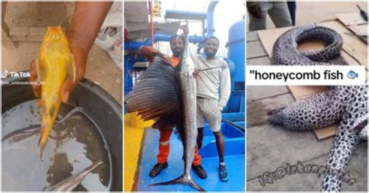 Golden Fish 5 Lucky Men Who Caught Expensive Fish at Sea, 3 Nigerians
