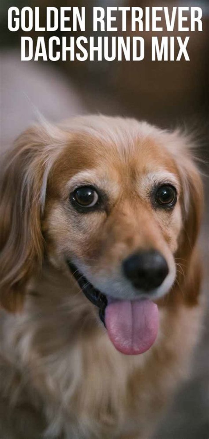 Golden Retriever Dachshund Mix Where Little Meets Large