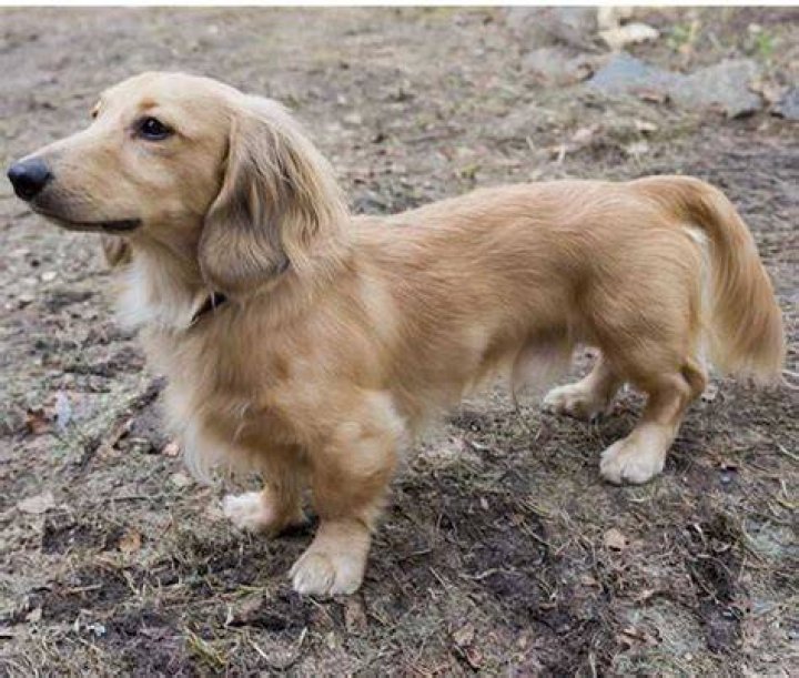 Golden Retriever Dachshund Mix ( Detailed Information )