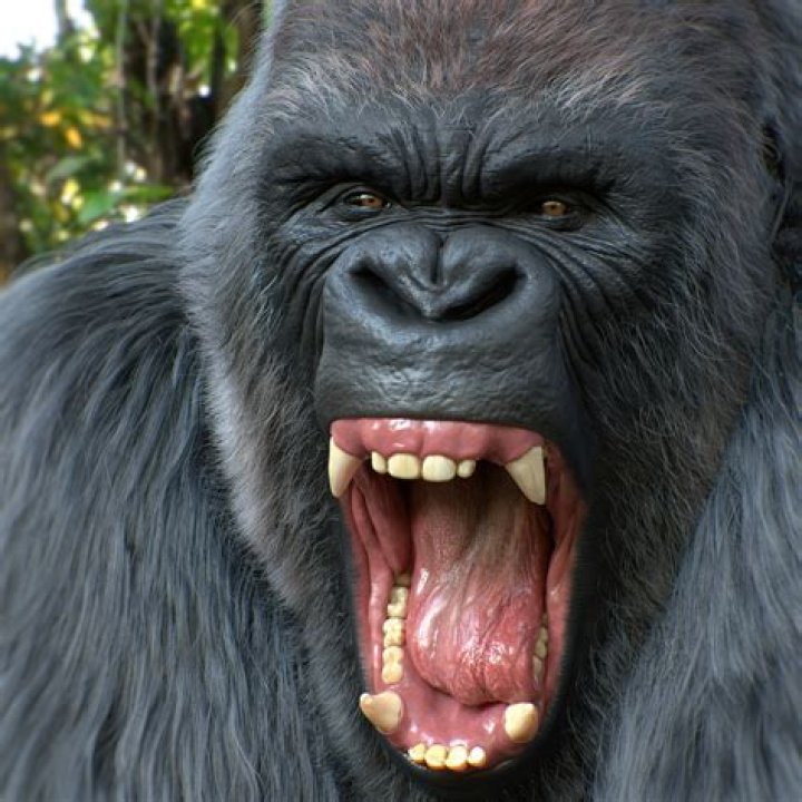 Gorilla Teeth