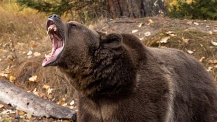 Grizzly bear history and some interesting facts
