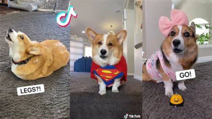 Hammy & Olivia Funny TikTok Videos 2021 Best Hammy and Olivia