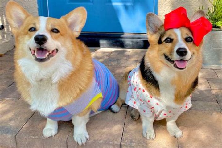 Hammy & Olivia's Favorite Things's Amazon Page