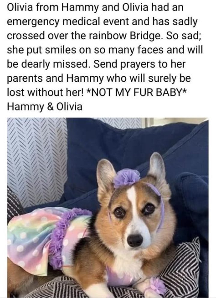 Hammy And Olivia: Uncovering The Preventable Tragedy
