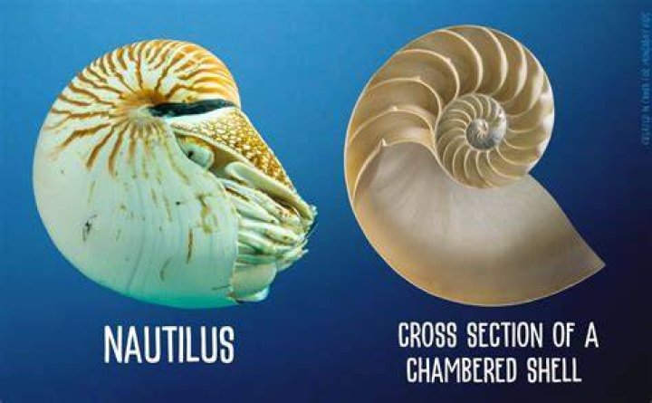 He found a shell that looks like... YouTube