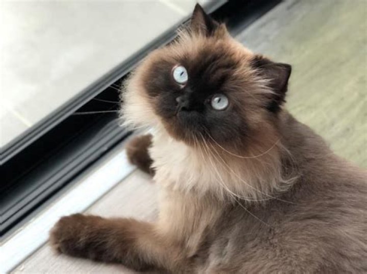 Healthy Himalayan Senior Cat Surrendered to Be Euthanized Saved by