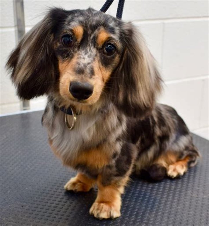 Henry Long Haired Miniature Dachshund Dapple dachshund, Dachshund