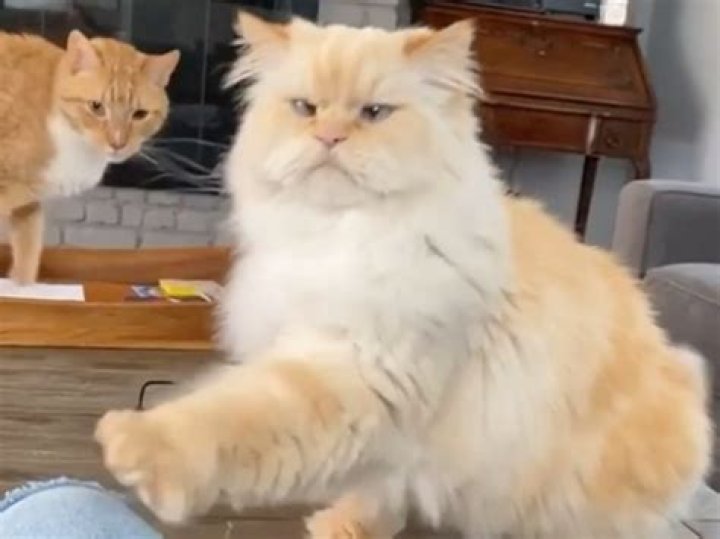 Hilariously Demanding Cat With 'Resting Grumpy Face' Delights