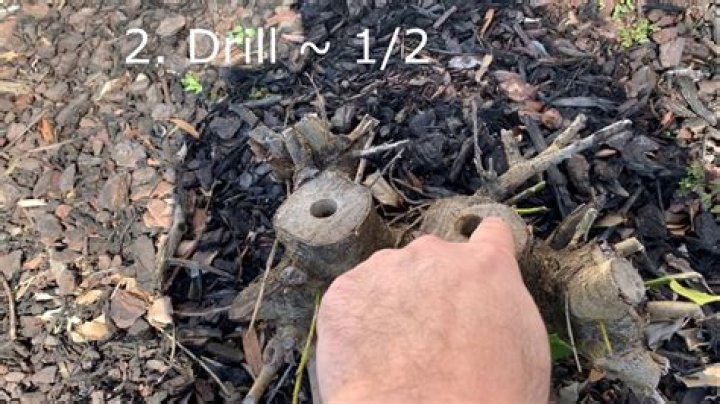 Holly Tree Root System threadsdiy