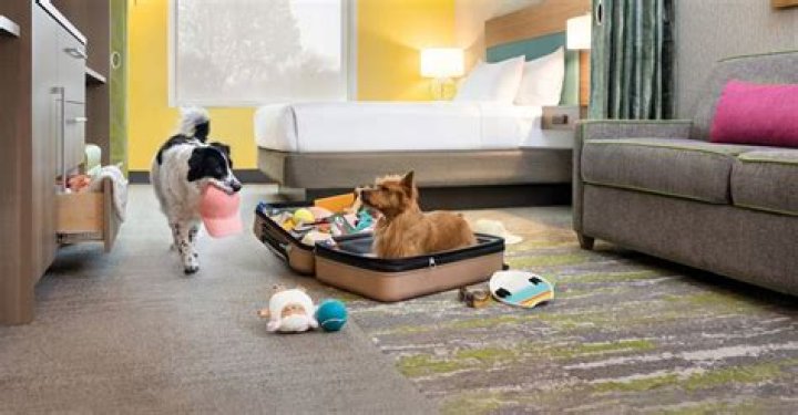 Home2 Suites by Hilton Pet Policy &mdash; Pet Friendly Travel