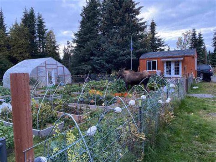 Homesteading in Alaska, 20202021 Lloyd's Blog