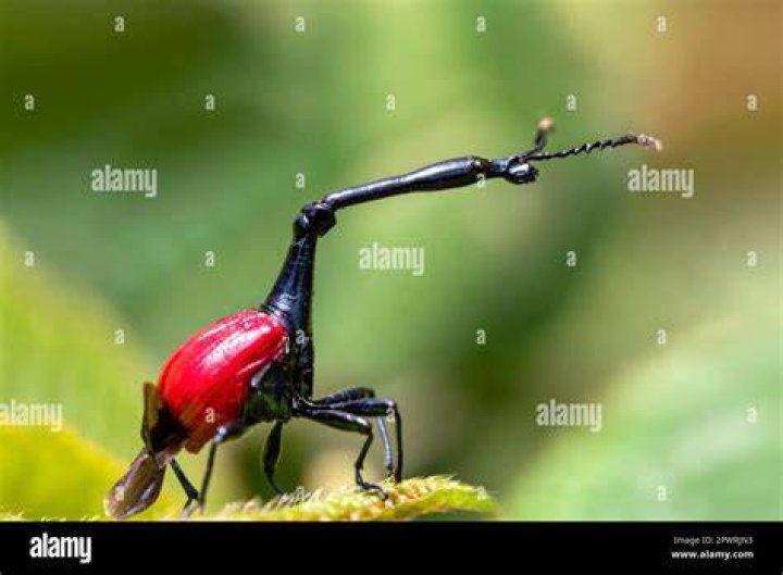 homosexuell Giraffe Insekten z&auml;hlen lebenslinien marianne koch Sch&auml;fer