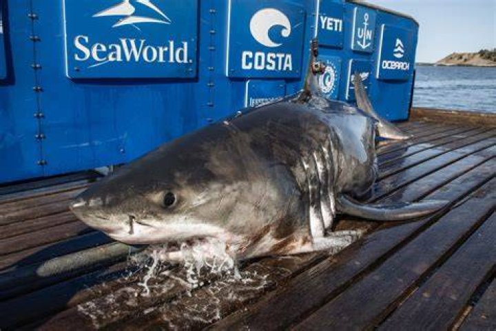 Horror After 13ft Great White Shark Spotted Off The US Coast With New