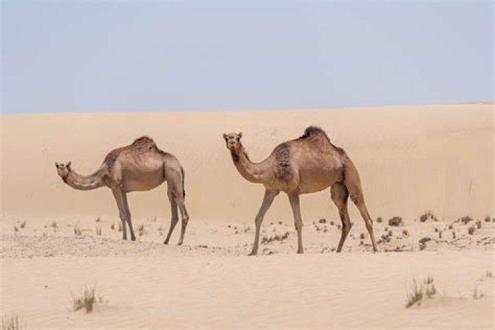 How Camels Defy Nature's Thorns To Feast On Cacti