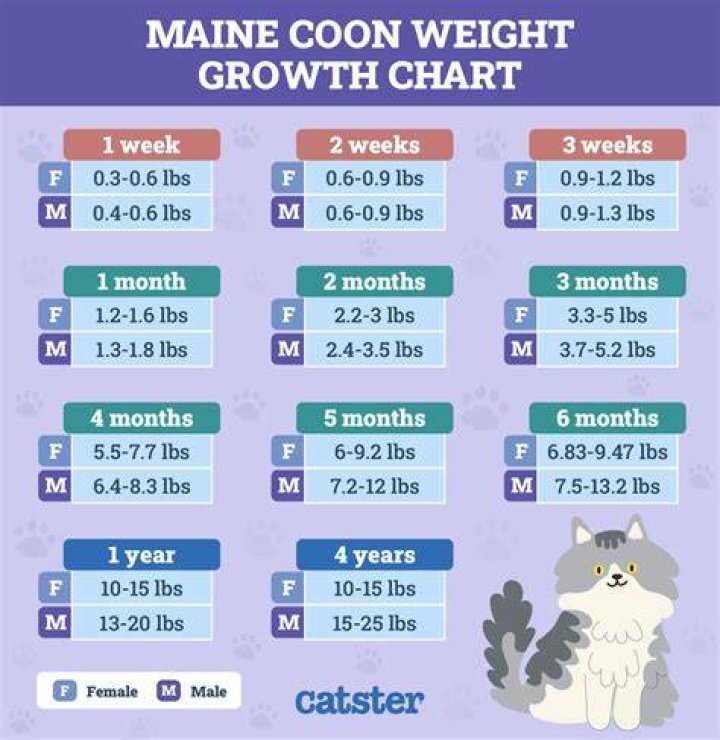 How Much Do Maine Cabin Masters Make Per Episode?