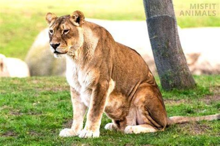How Much Is A Lion On TikTok Live? The Rare Gift Explained