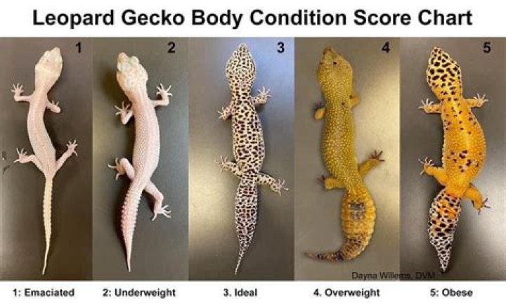How Old Is The Gecko? GEICO Insurance YouTube