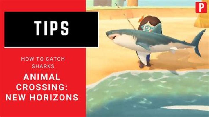 How to Catch Sharks in Destin, Florida