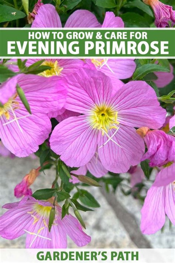 How to Insert Evening Primrose Oil into Cervix?
