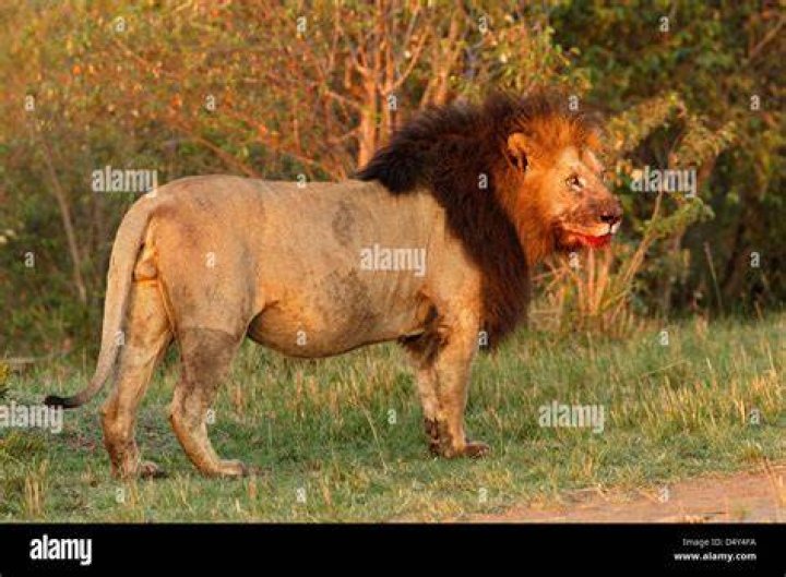 Huge black maned lion with blood on face, Maasai Mara, Kenya Stock